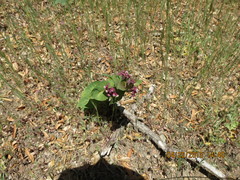 Asclepias cordifolia