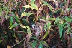 Persicaria extremiorientalis