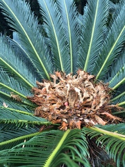 Cycas revoluta