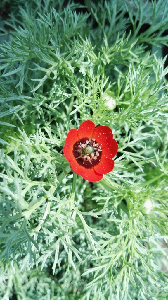 Adonis palaestina