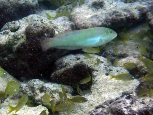 Halichoeres poeyi