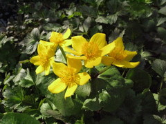 Caltha palustris membranacea
