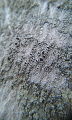 Lecanora circumborealis