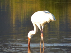 Leucogeranus leucogeranus