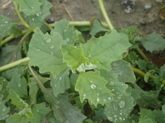 Atriplex serenana