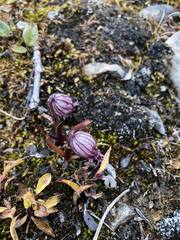 Silene uralensis