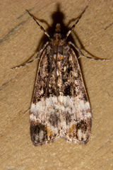 Scoparia minusculalis