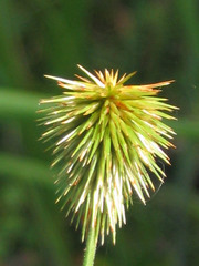Cyperus plukenetii