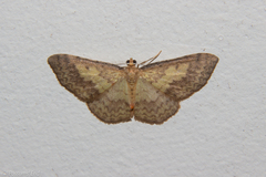 Epiphryne undosata