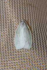 Nymphostola galactina