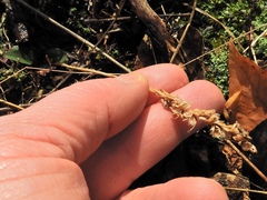 Spiranthes ochroleuca