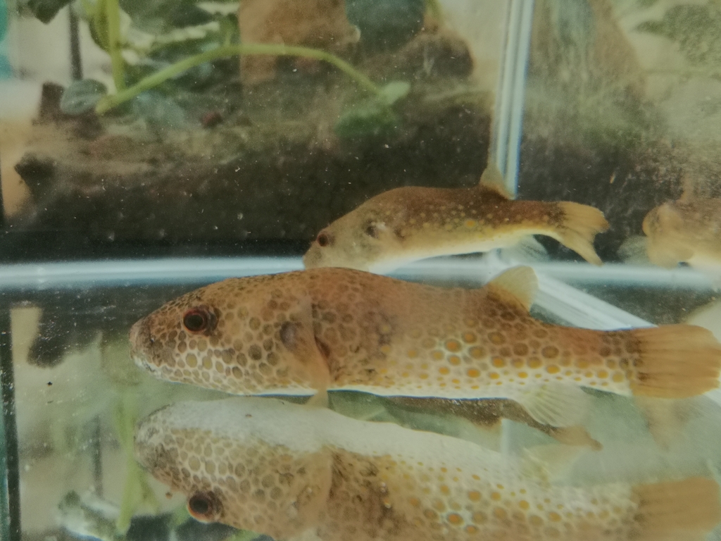 Red Spot Puffer