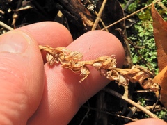 Spiranthes ochroleuca