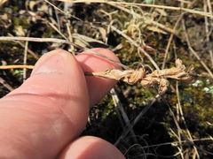 Spiranthes ochroleuca