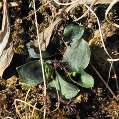 Spiranthes ochroleuca