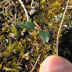 Spiranthes ochroleuca