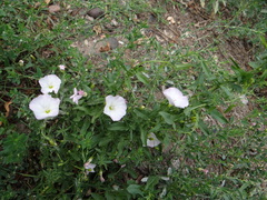 Convolvulus arvensis