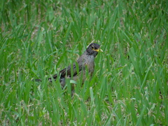 Turdus falcklandii