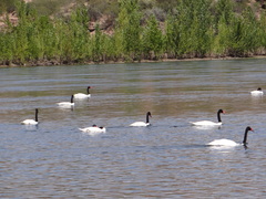 Cygnus melancoryphus