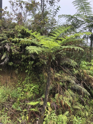 Sphaeropteris propinqua observed 2023-08-06