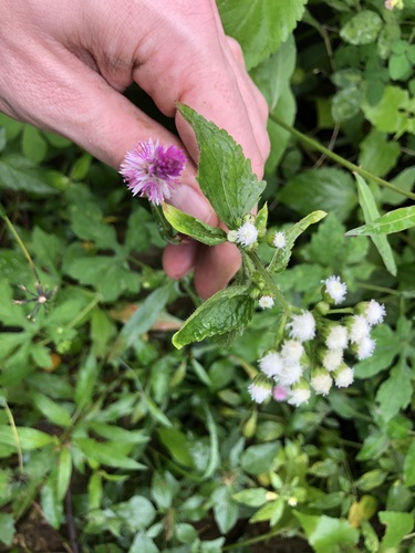 billygoat weed
