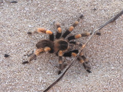 Brachypelma hamorii