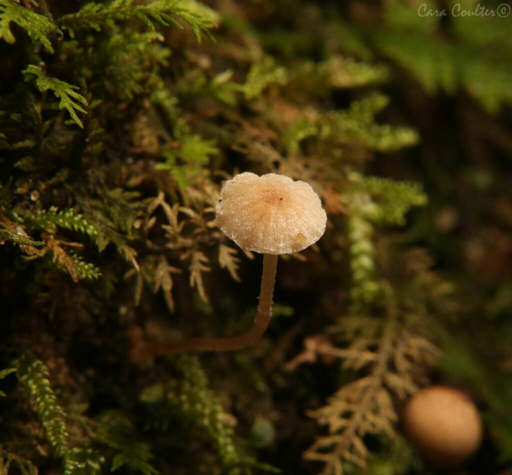 Tubaria sp. 'PA02'