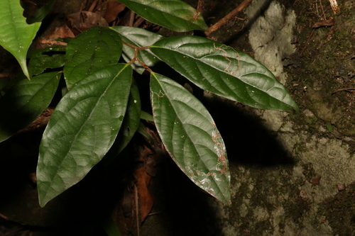 Image of Endiandra pubens by (c) Greg Tasney, some rights reserved (CC BY-SA)
