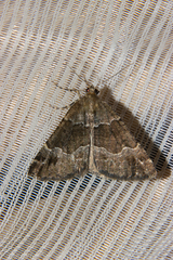 Pseudocoremia pergrata