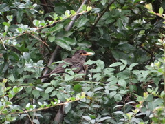 Turdus falcklandii