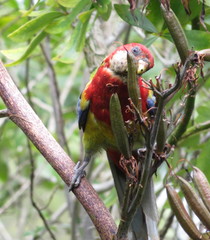 Platycercus eximius eximius