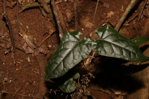 Image of Parsonsia velutina by (c) Greg Tasney, some rights reserved (CC BY-SA)