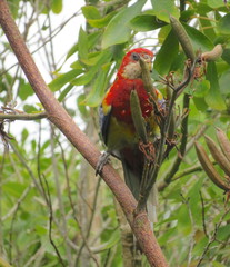 Platycercus eximius eximius