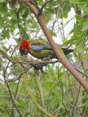 Platycercus eximius eximius