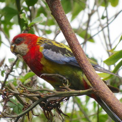 Platycercus eximius eximius