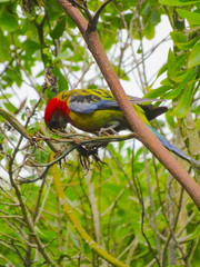 Platycercus eximius eximius