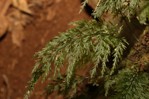 Image of Abrodictyum caudatum by (c) Greg Tasney, some rights reserved (CC BY-SA)