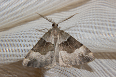 Pseudocoremia pergrata