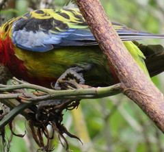 Platycercus eximius eximius