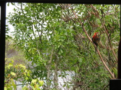 Platycercus eximius eximius