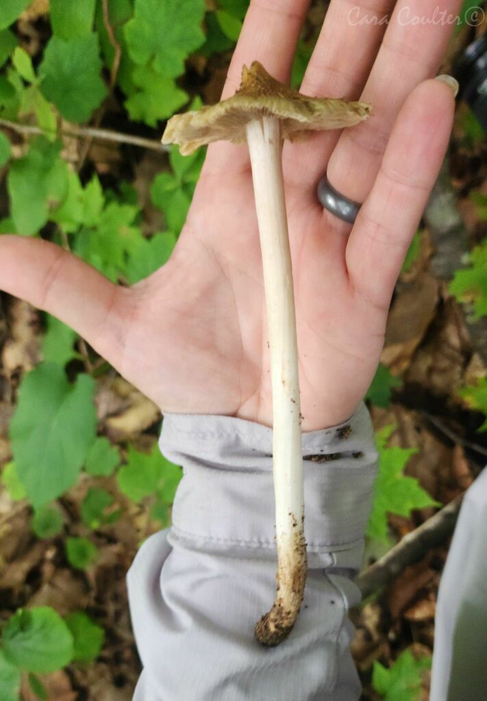 Pseudosperma sp. 'mimica-01'