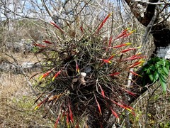 Tillandsia schiedeana