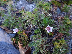 Lysimachia buxifolia