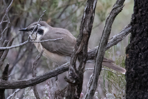 Black-eared Cuckoo (Chalcites osculans), photo 3