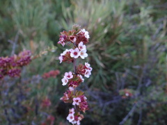 Escallonia virgata