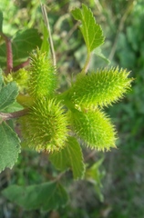 Xanthium strumarium canadense