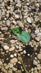 Phytomyza ramosa