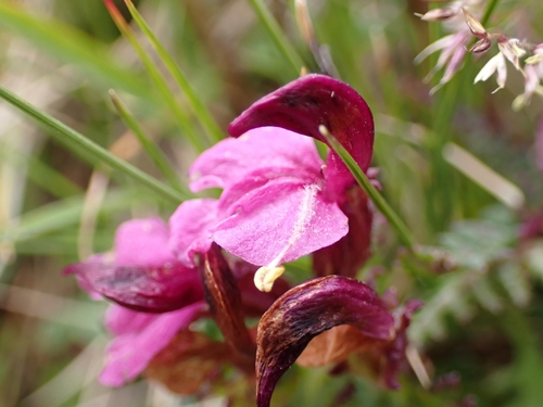 Image of Pedicularis kerneri by (c) Elias, some rights reserved (CC BY)