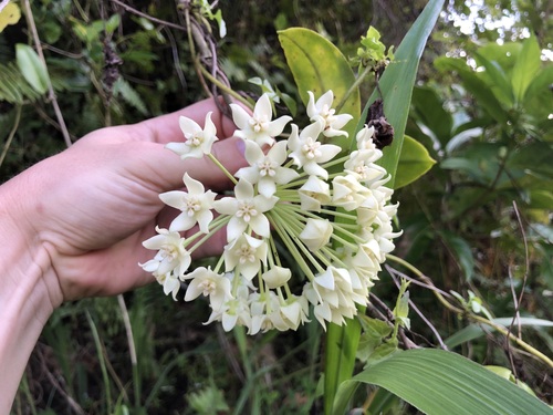Hoya samoensis