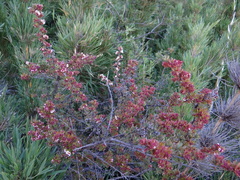 Escallonia virgata